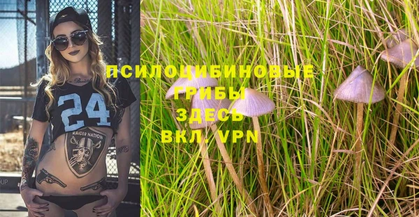 PSILOCYBIN Бородино